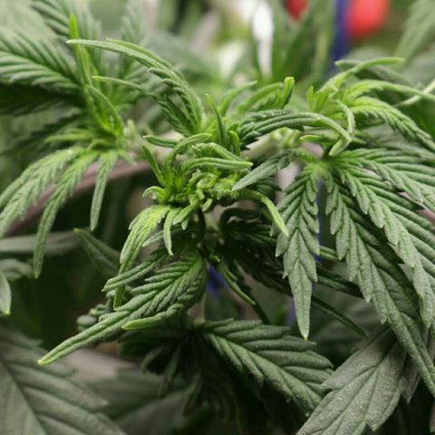 Lestrange #1 growlog photo: Defo y lst