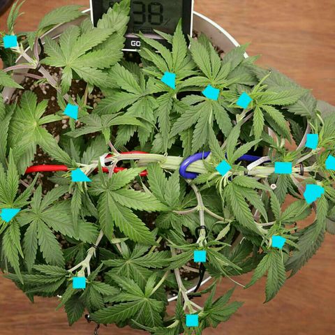 Lestrange #1 growlog photo: Defo y lst
