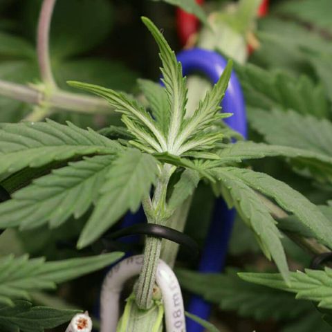 Lestrange #1 growlog photo: Defo y lst