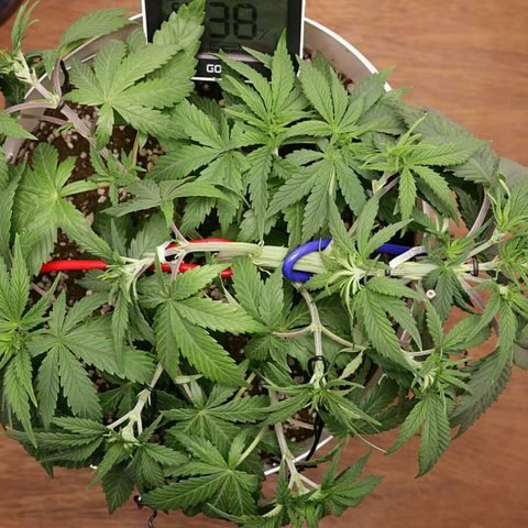 Lestrange #1 growlog photo: Defo y lst