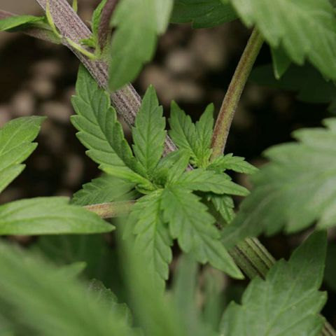 Lestrange #1 growlog timeline photo