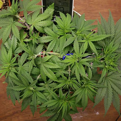 Lestrange #1 growlog timeline photo