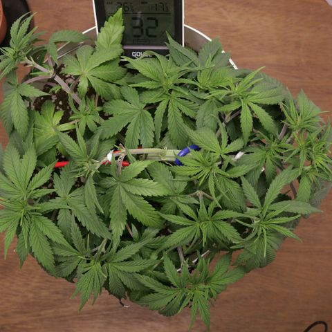 Lestrange #1 growlog photo: Defoliación intensa antes de pasar a flora aproximado 21 hojas