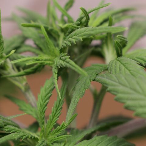 Lestrange #1 growlog photo: Defoliación intensa antes de pasar a flora aproximado 21 hojas