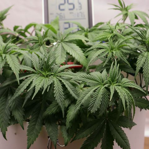 Lestrange #1 growlog photo: Defoliación intensa antes de pasar a flora aproximado 21 hojas
