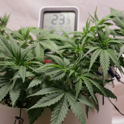 Lestrange #1 growlog timeline photo
