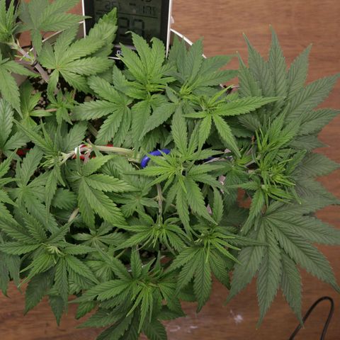 Lestrange #1 growlog timeline photo