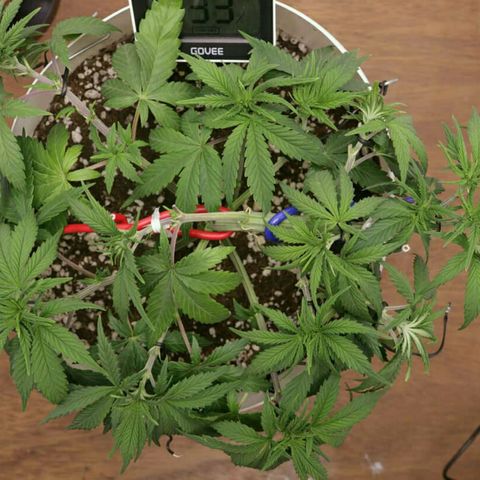 Lestrange #1 growlog timeline photo