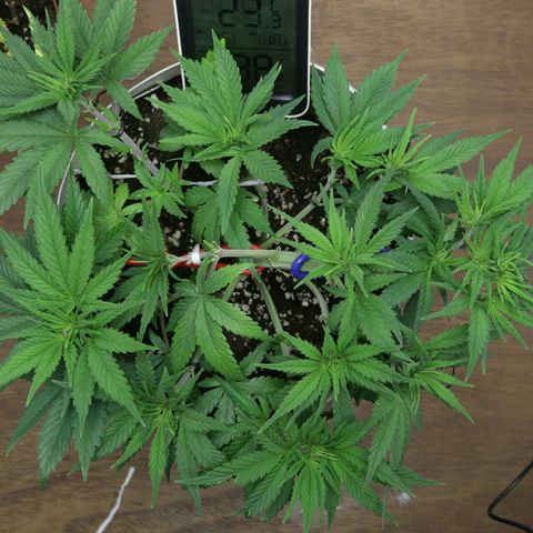 Lestrange #1 growlog photo: Día uno de flora 