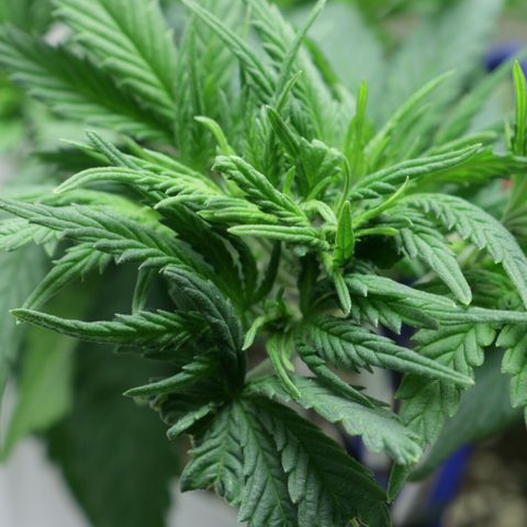 Lestrange #1 growlog photo: Día uno de flora 