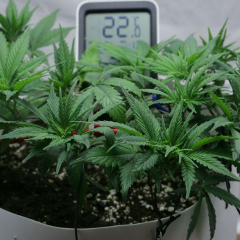Lestrange #1 growlog photo: Día uno de flora 