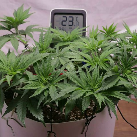 Lestrange #1 growlog timeline photo