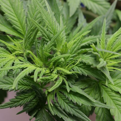 Lestrange #1 growlog timeline photo