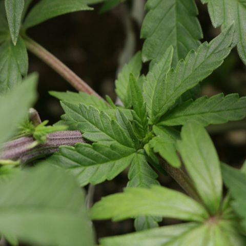 Lestrange #1 growlog timeline photo
