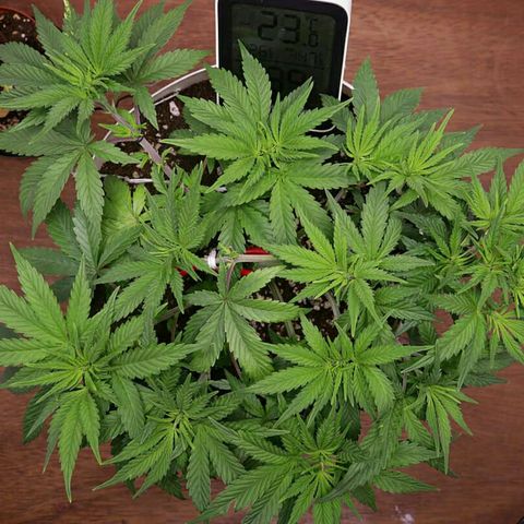 Lestrange #1 growlog timeline photo