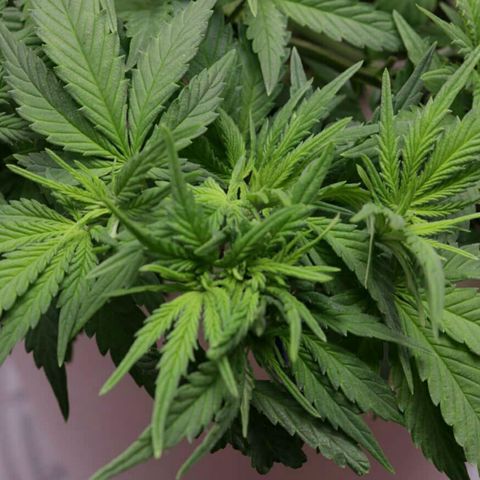 Lestrange #1 growlog timeline photo