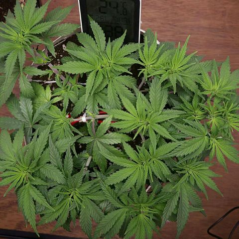 Lestrange #1 growlog timeline photo