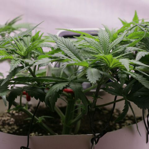 Lestrange #1 growlog timeline photo
