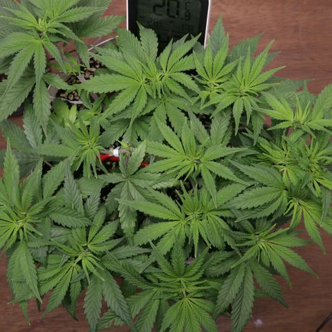 Lestrange #1 growlog timeline photo