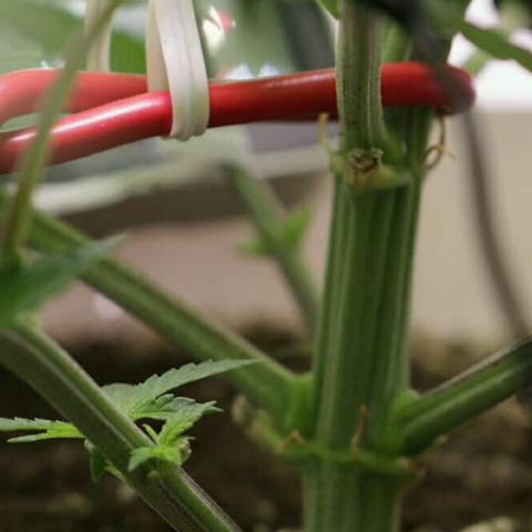 Lestrange #1 growlog photo: Sr hizo más Lst y se sacó una hoja, (defoliación ligera) ayuda a que no se provoque mucho estrés 