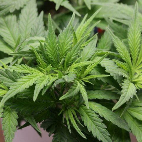 Lestrange #1 growlog photo: Sr hizo más Lst y se sacó una hoja, (defoliación ligera) ayuda a que no se provoque mucho estrés 