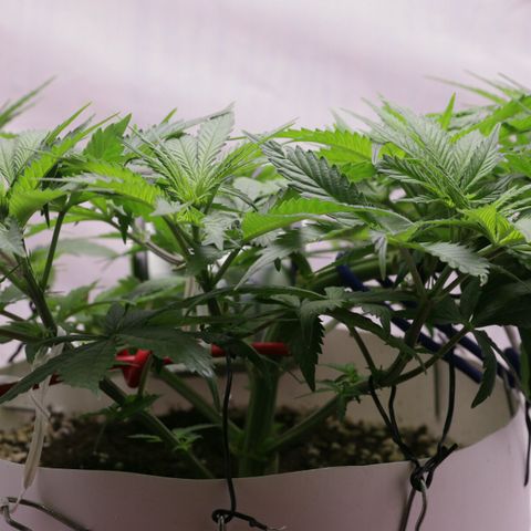 Lestrange #1 growlog photo: Sr hizo más Lst y se sacó una hoja, (defoliación ligera) ayuda a que no se provoque mucho estrés 