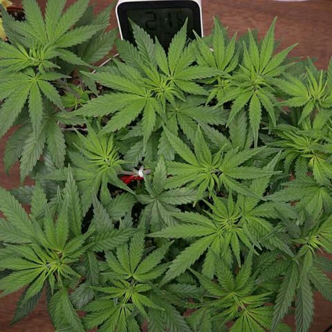 Lestrange #1 growlog photo: Sr hizo más Lst y se sacó una hoja, (defoliación ligera) ayuda a que no se provoque mucho estrés 