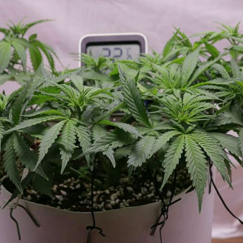 Lestrange #1 growlog timeline photo