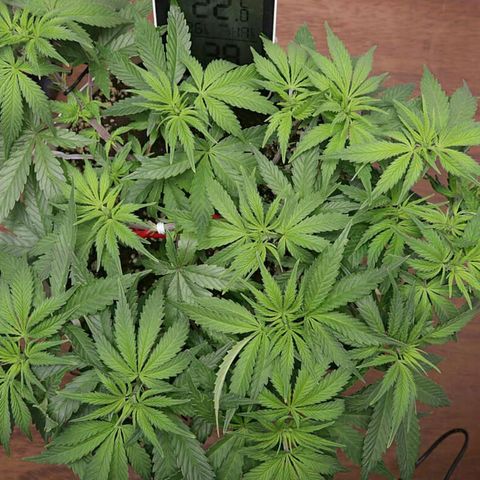 Lestrange #1 growlog timeline photo