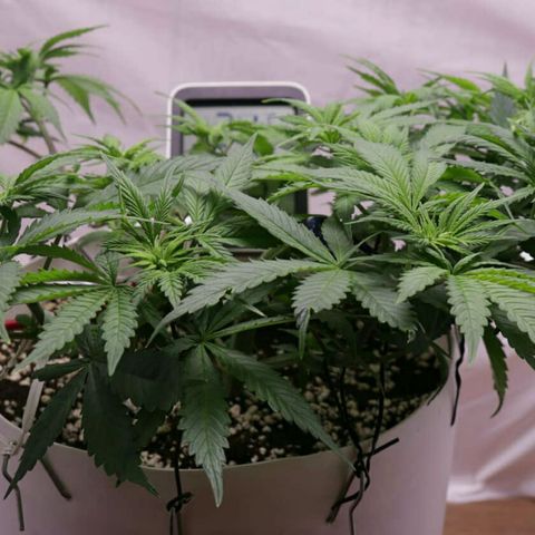 Lestrange #1 growlog photo: Podamos y como nota viene agregar solo 1 gota de neem por 10 ml de agua más jabón potásico, no más porque aparecen manchas en hojas expuestas