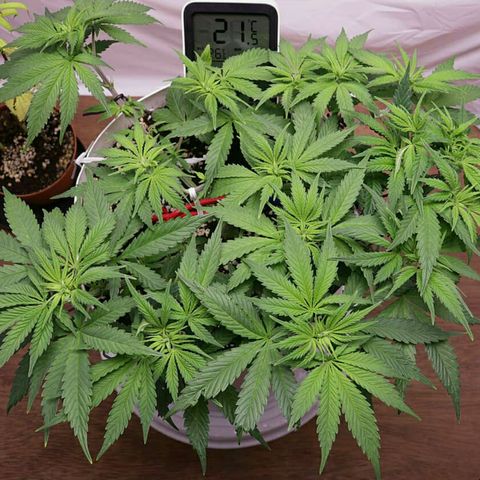 Lestrange #1 growlog photo: Podamos y como nota viene agregar solo 1 gota de neem por 10 ml de agua más jabón potásico, no más porque aparecen manchas en hojas expuestas