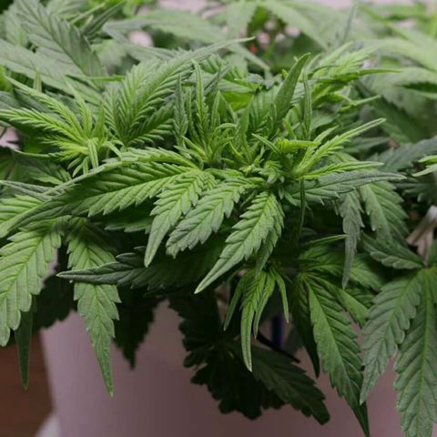 Lestrange #1 growlog photo: Podamos y como nota viene agregar solo 1 gota de neem por 10 ml de agua más jabón potásico, no más porque aparecen manchas en hojas expuestas