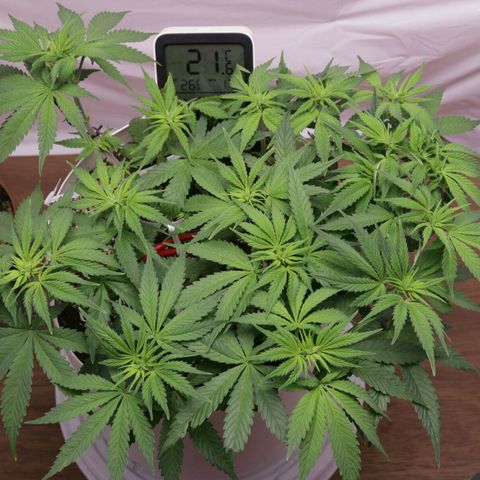 Lestrange #1 growlog timeline photo