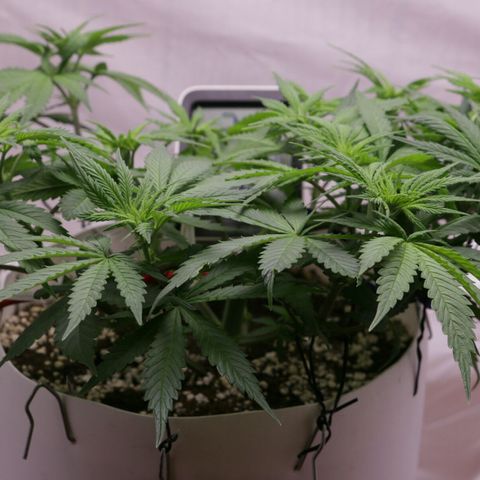 Lestrange #1 growlog timeline photo