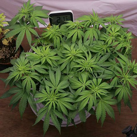 Lestrange #1 growlog timeline photo