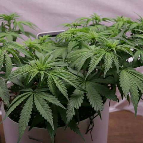 Lestrange #1 growlog timeline photo