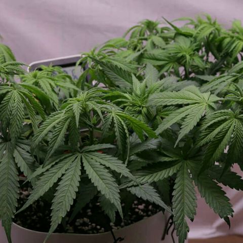 Lestrange #1 growlog timeline photo