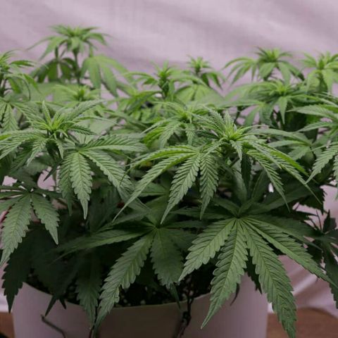 Lestrange #1 growlog timeline photo