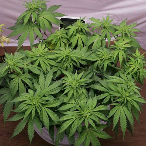 Lestrange #1 growlog timeline photo