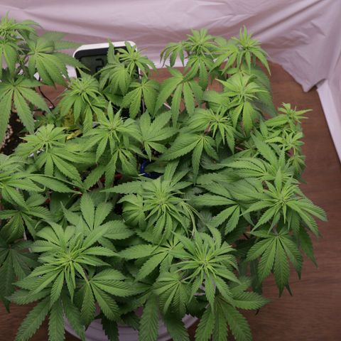 Lestrange #1 growlog photo: Subimos al 100% la potencia de la luz