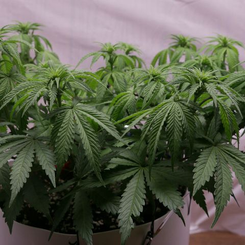 Lestrange #1 growlog photo: Subimos al 100% la potencia de la luz