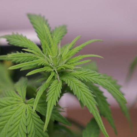 Lestrange #1 growlog photo: Subimos al 100% la potencia de la luz