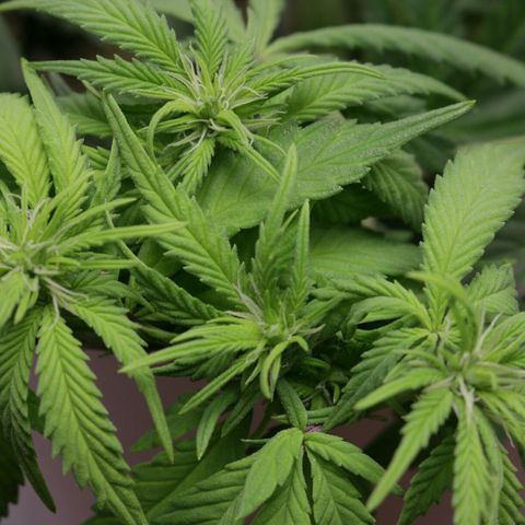 Lestrange #1 growlog photo: Realizamos más Lst 