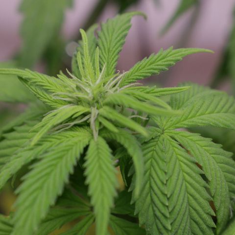 Lestrange #1 growlog photo: Realizamos más Lst 