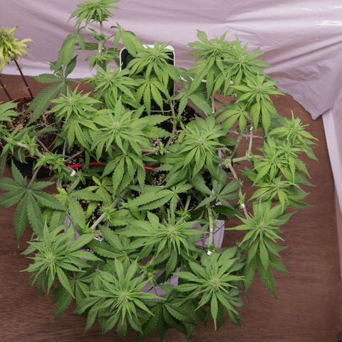 Lestrange #1 growlog timeline photo