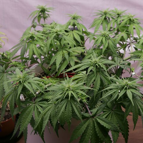 Lestrange #1 growlog timeline photo
