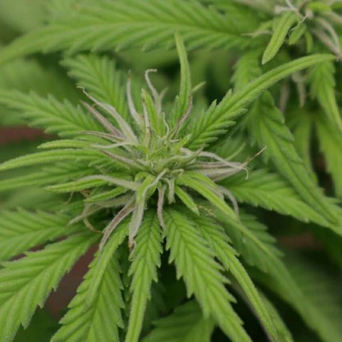 Lestrange #1 growlog photo: Presencia de sacos de polen que fueron retirados con cuidado