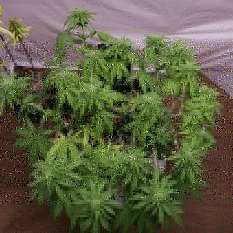 Lestrange #1 growlog photo: Presencia de sacos de polen que fueron retirados con cuidado