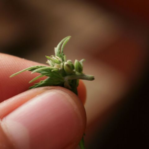 Lestrange #1 growlog photo: Presencia de sacos de polen que fueron retirados con cuidado