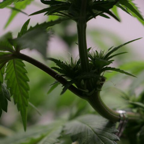 Lestrange #1 growlog photo: Presencia de sacos de polen que fueron retirados con cuidado